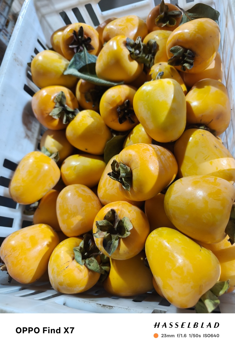 牛心脆柿子