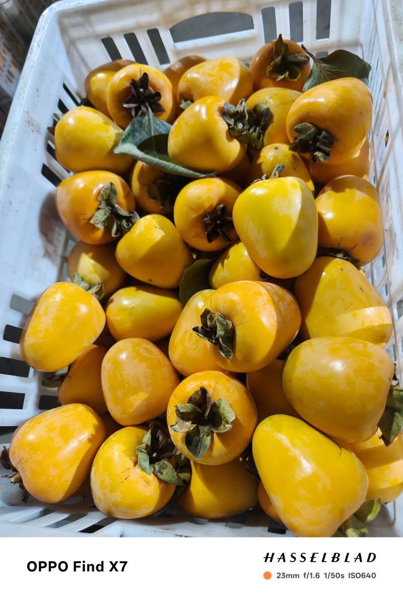 牛心脆柿子