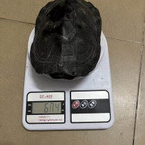变色黑劲龟