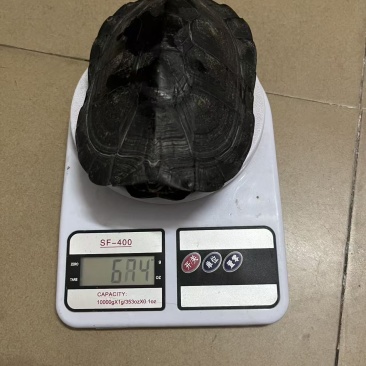 变色黑劲龟