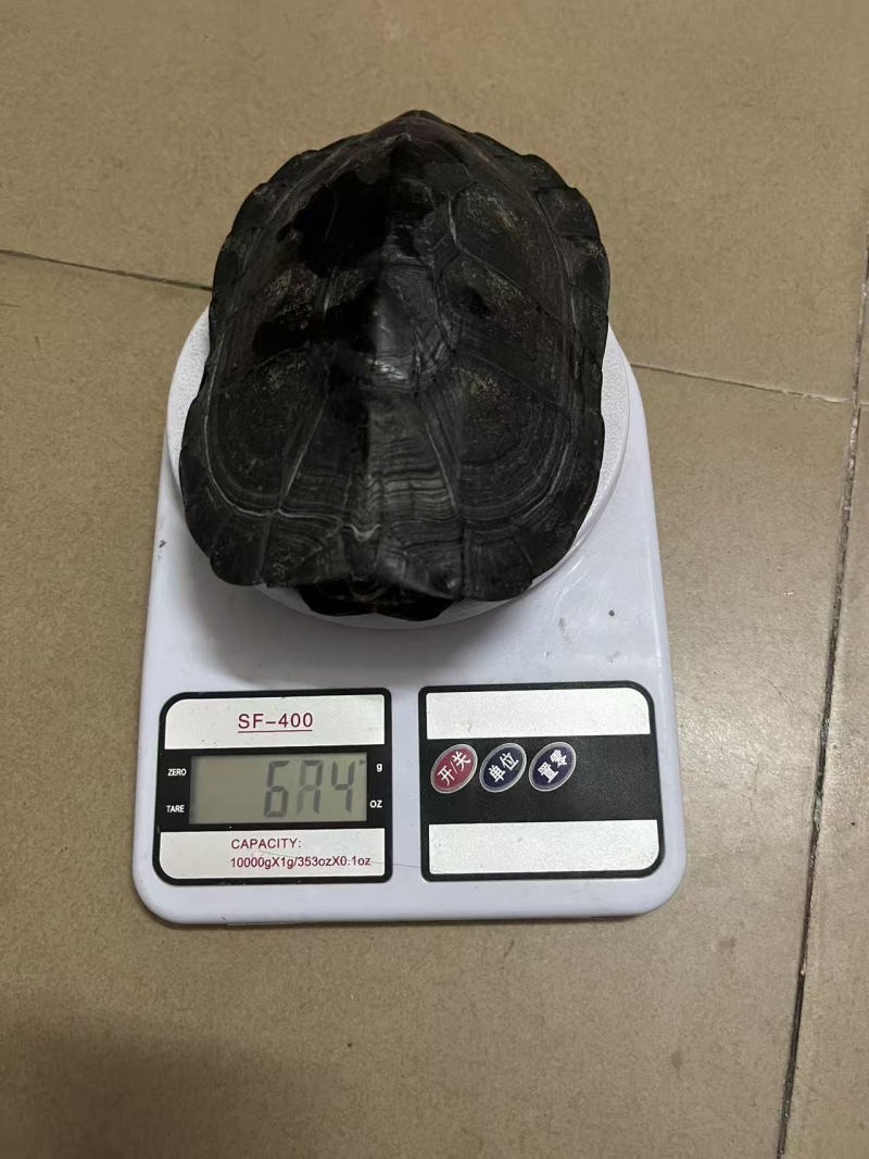 变色黑劲龟