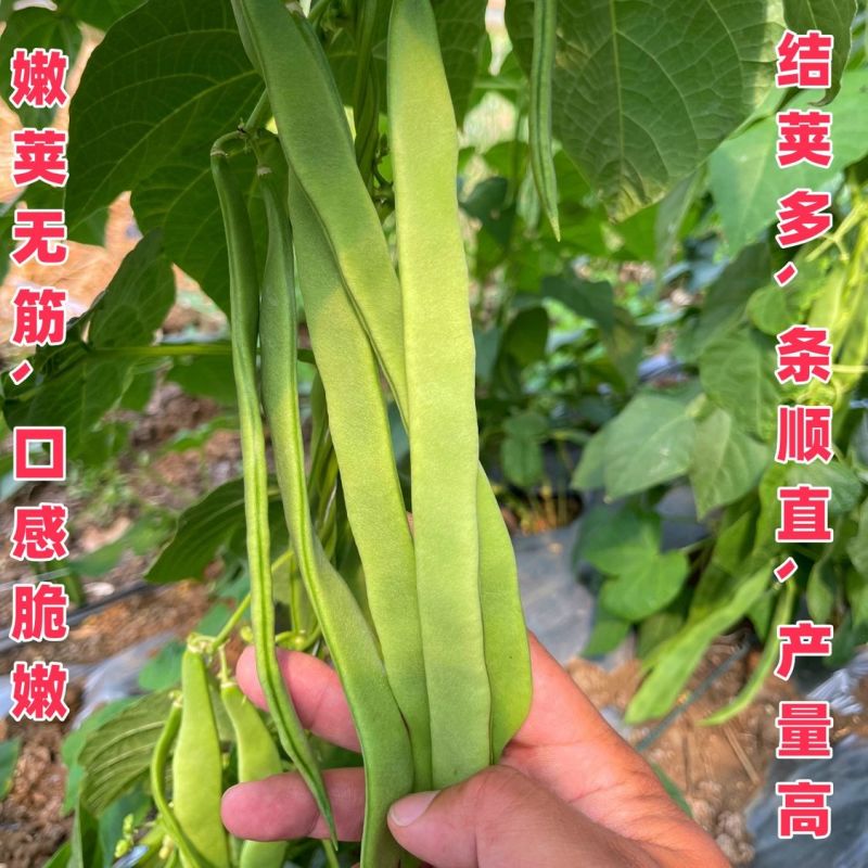 利农翡翠168扁豆种子肉厚不鼓粒嫩荚翠绿商品性好豆角籽
