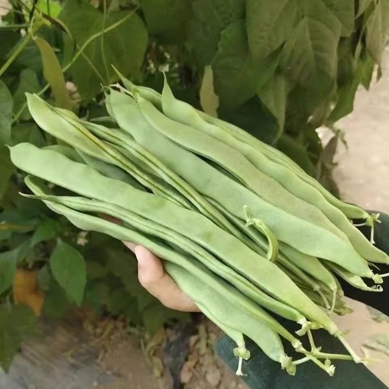利农翡翠168扁豆种子肉厚不鼓粒嫩荚翠绿商品性好豆角籽