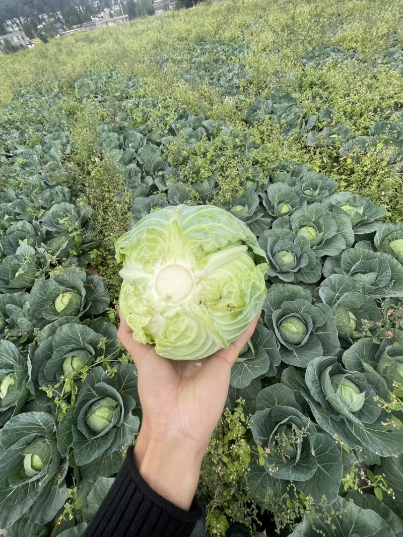 贵州威宁精品小铁头