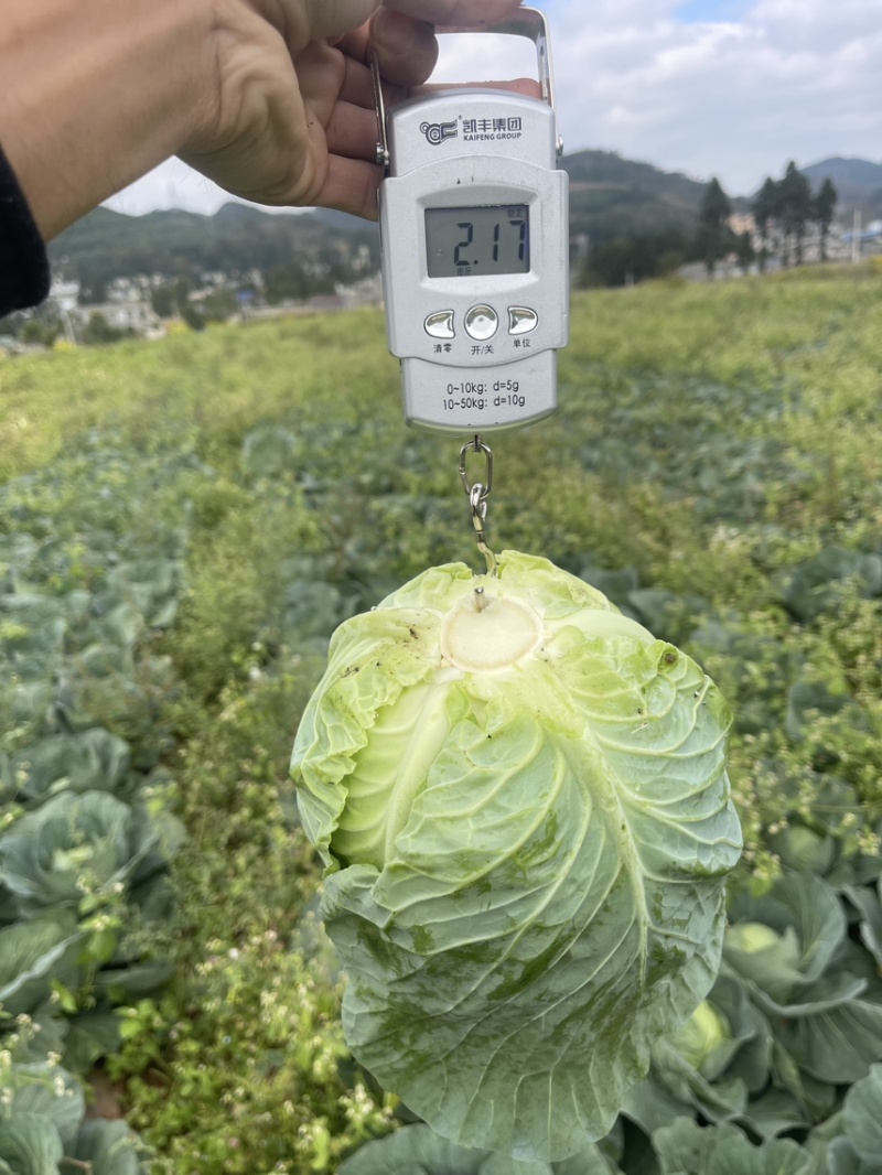 贵州威宁精品小铁头
