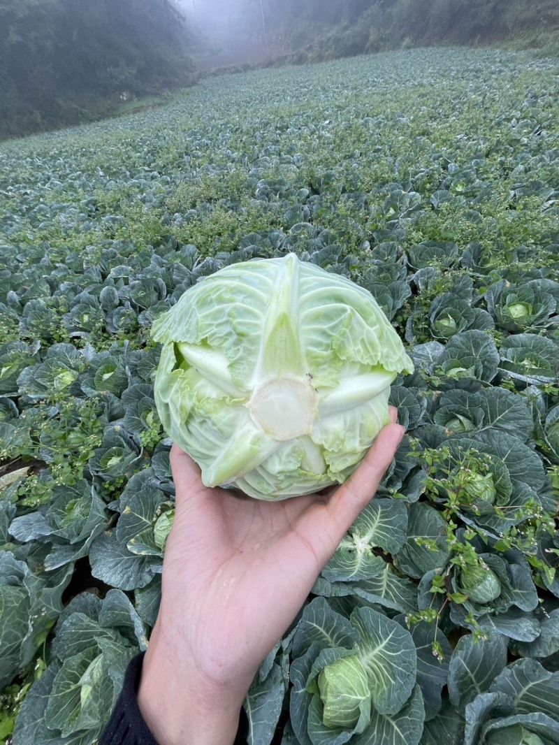 贵州威宁精品小铁头