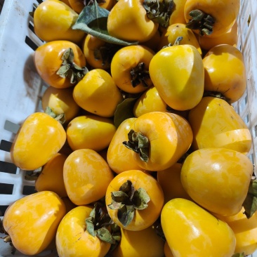 牛心脆柿子代加工好的