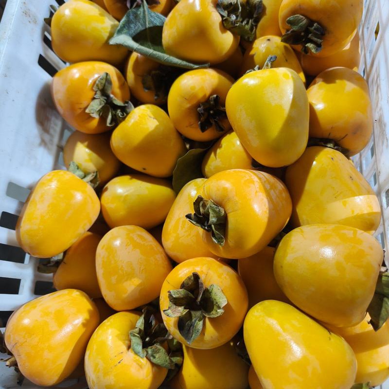 牛心脆柿子代加工好的