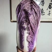 唐山玉田紫色白菜紫白菜/产地直发/量大价优/货源充足