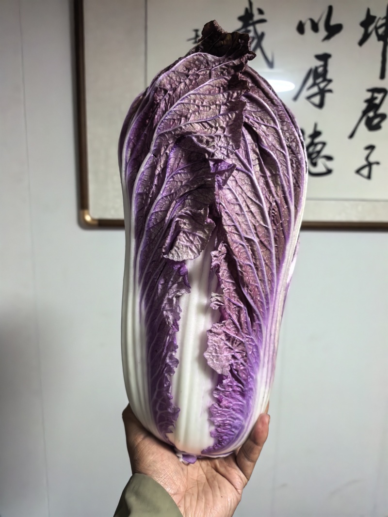 唐山玉田紫色白菜紫白菜/产地直发/量大价优/货源充足