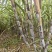 北方黑皮甘蔗，节长爆甜可口，水分充足，产地直发，量大从优