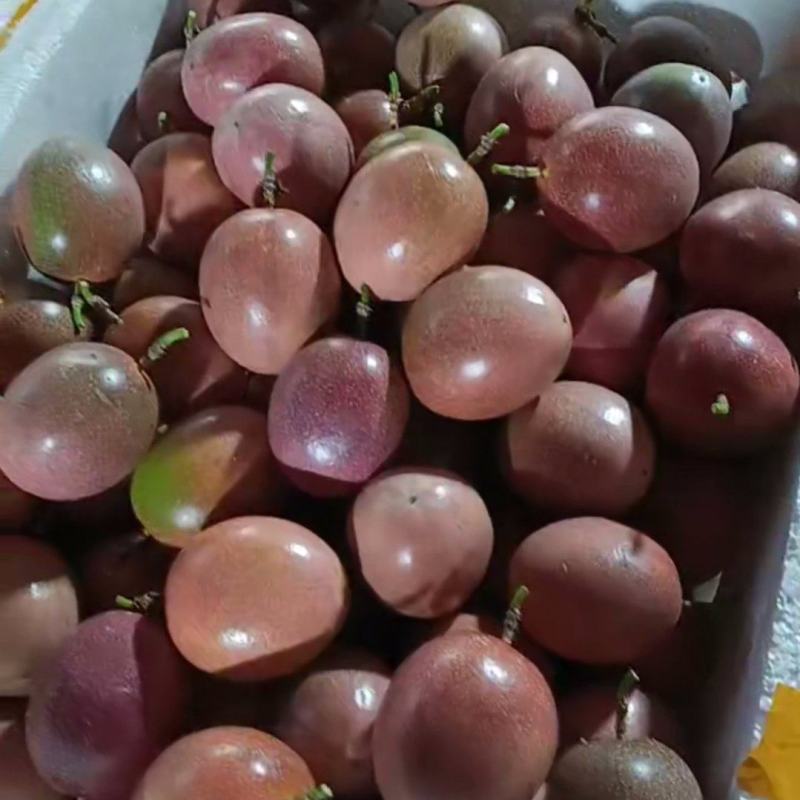 金都3号百香果批发