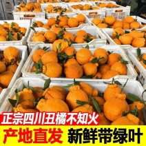 【热卖】四川不知火丑拒基地直发对接全国保质保量一条龙