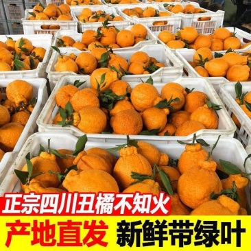 【热卖】四川不知火丑拒基地直发对接全国保质保量一条龙