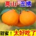 【热卖】四川不知火丑拒基地直发对接全国保质保量一条龙