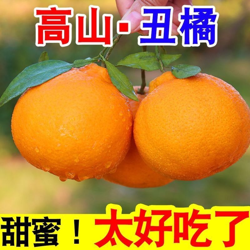 【热卖】四川不知火丑拒基地直发对接全国保质保量一条龙