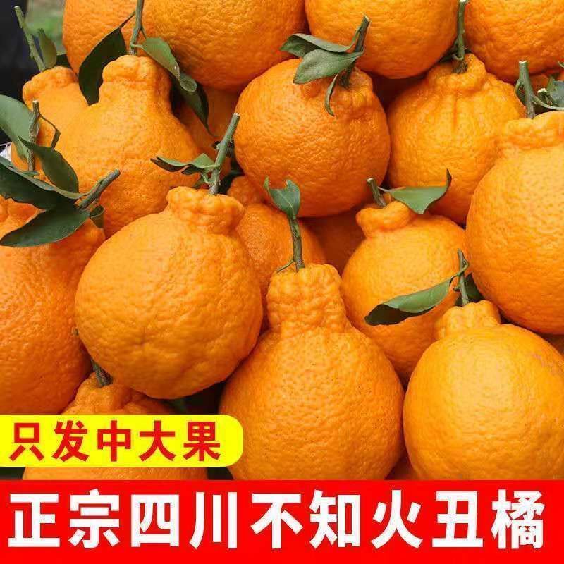 【热卖】四川不知火丑拒基地直发对接全国保质保量一条龙