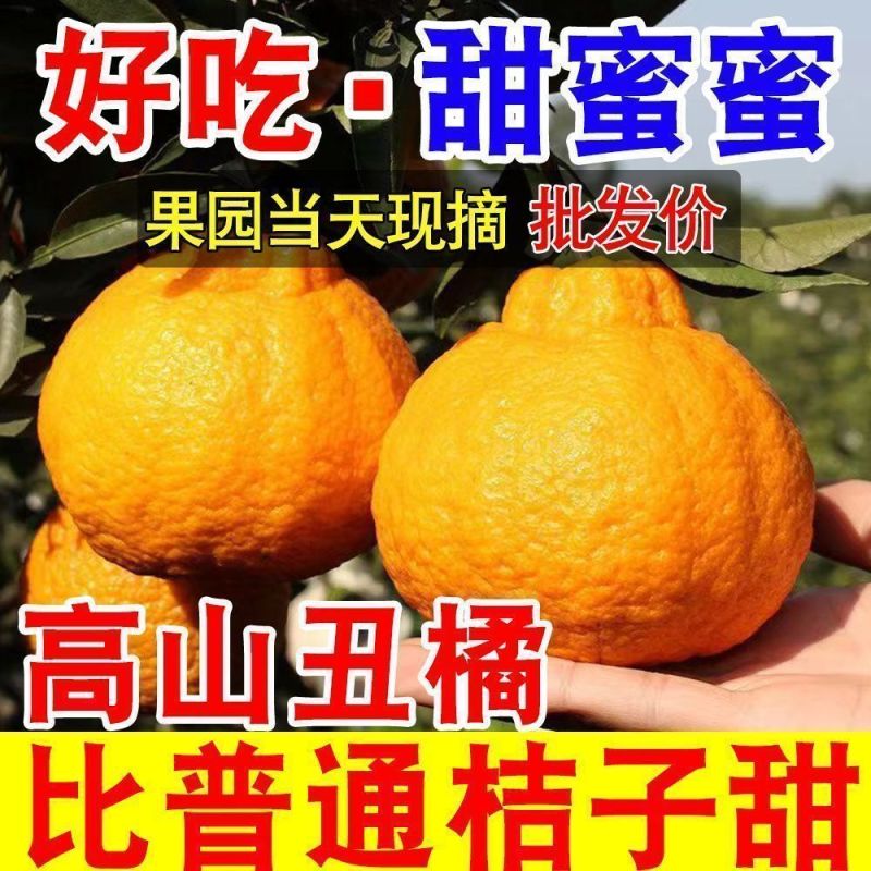 【热卖】四川不知火丑拒基地直发对接全国保质保量一条龙