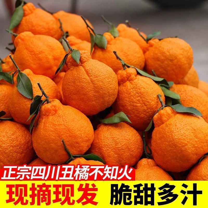 【热卖】四川不知火丑拒基地直发对接全国保质保量一条龙