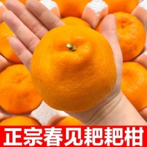 【精选】四川春见耙耙柑量大从优对接全国一条龙服务