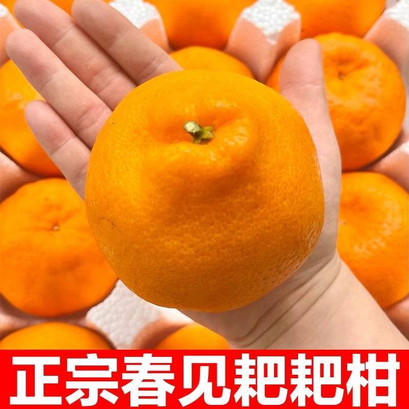 【精选】四川春见耙耙柑量大从优对接全国一条龙服务