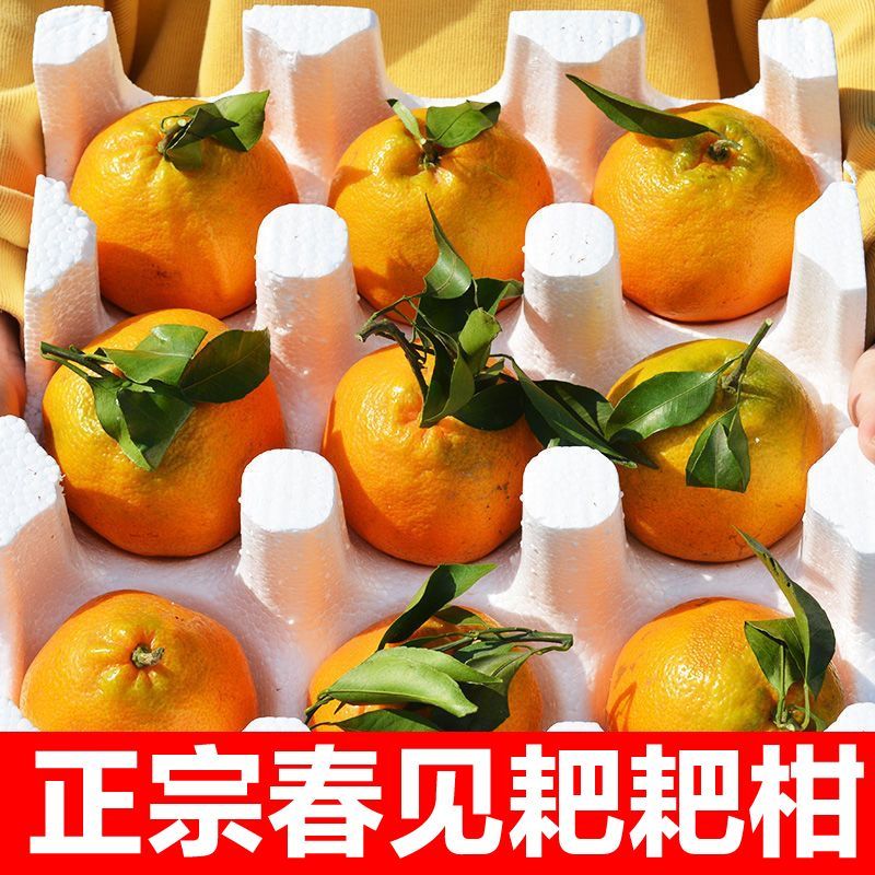 【精选】四川春见耙耙柑量大从优对接全国一条龙服务