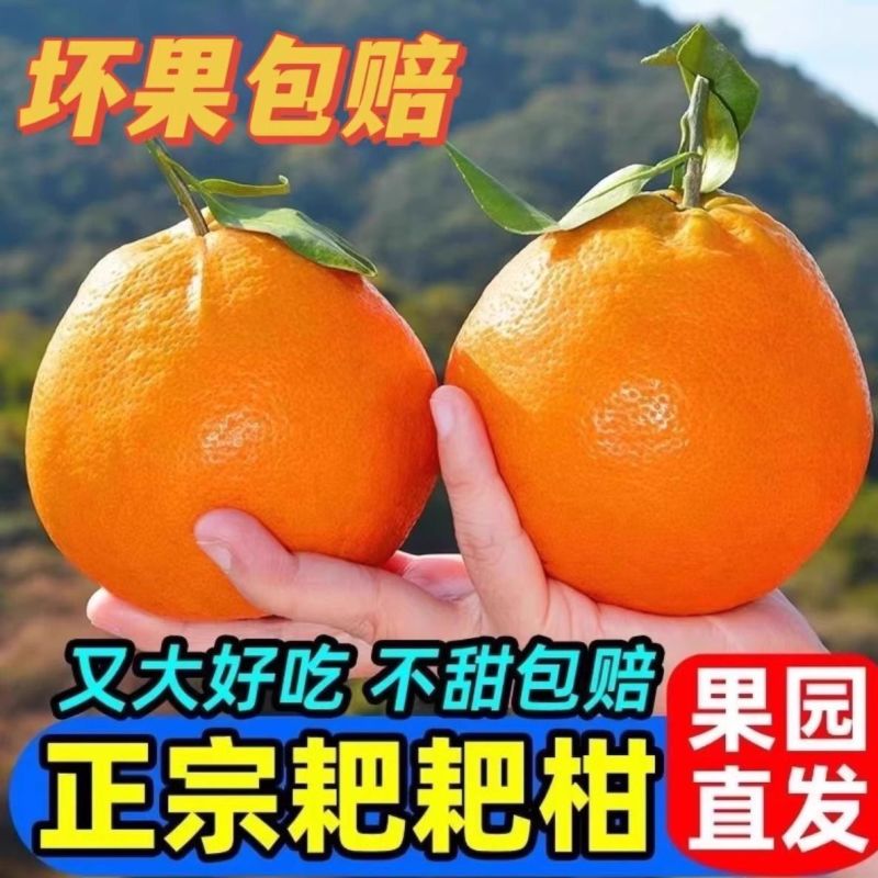 【精选】四川春见耙耙柑量大从优对接全国一条龙服务