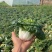 黄心菜黑油菜基地大量上市品质优良