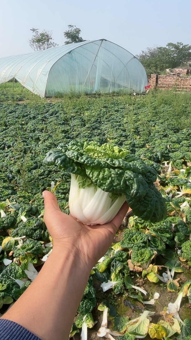 黄心菜黑油菜基地大量上市品质优良