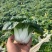黄心菜黑油菜基地大量上市品质优良