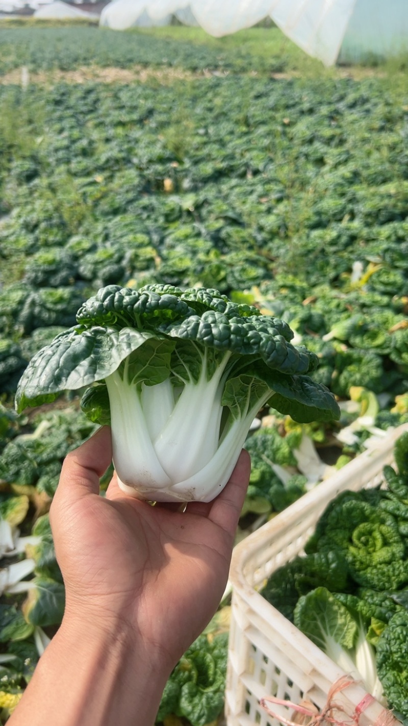 黄心菜黑油菜基地大量上市品质优良