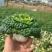 黄心菜黑油菜基地大量上市品质优良