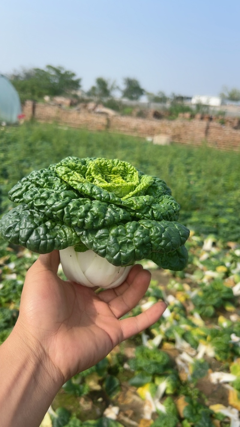 黄心菜黑油菜基地大量上市品质优良