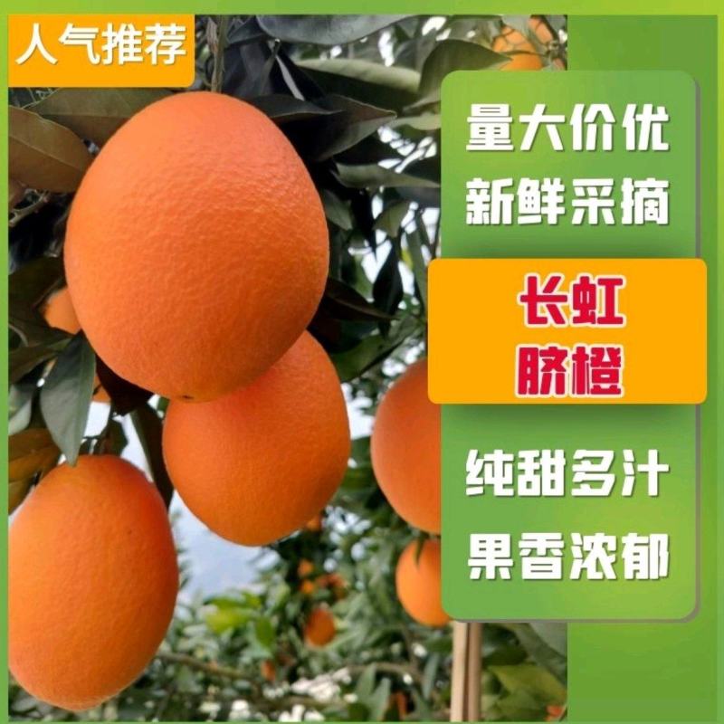 秭归长虹纽荷尔园红脐橙产地一手货源看园采果质量三包