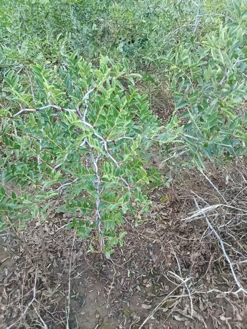 2025年秋酸枣苗药用酸枣苗酸枣苗基地酸枣苗产地直