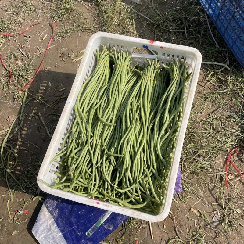 精品豆角