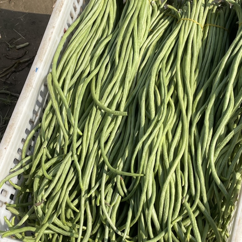 精品豆角