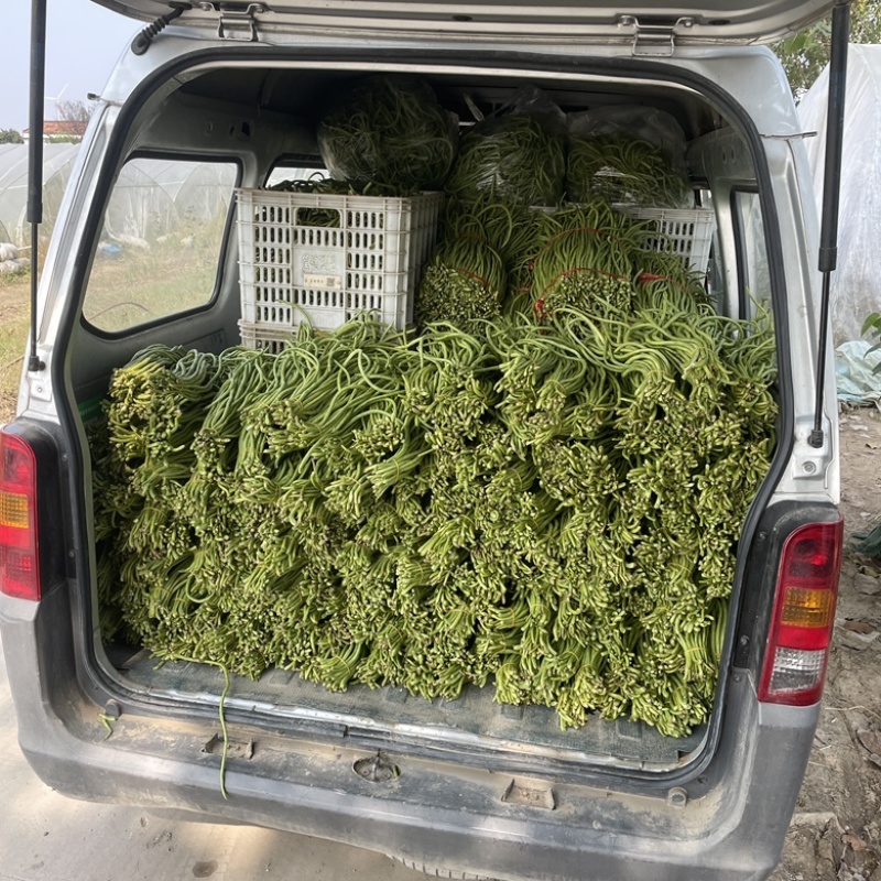 精品豆角