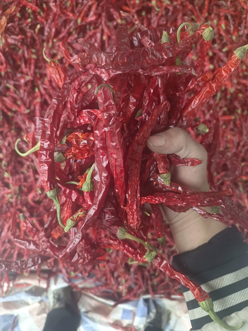 特香微辣大条二荆条干辣椒量大从优