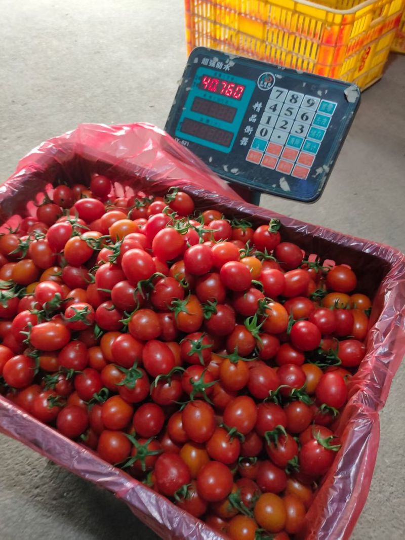 广西专业质量口感优实力代办货源充足欢迎广大客商前来采