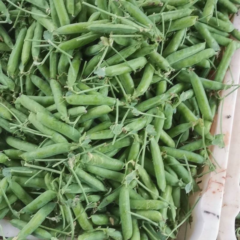 豌豆种子大全绿豌豆种籽奇珍豆冠进口豌豆籽种大田种