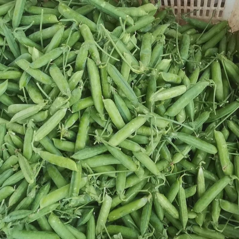 豌豆种子大全绿豌豆种籽奇珍豆冠进口豌豆籽种大田种