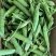 豌豆种子大全绿豌豆种籽奇珍豆冠进口豌豆籽种大田种