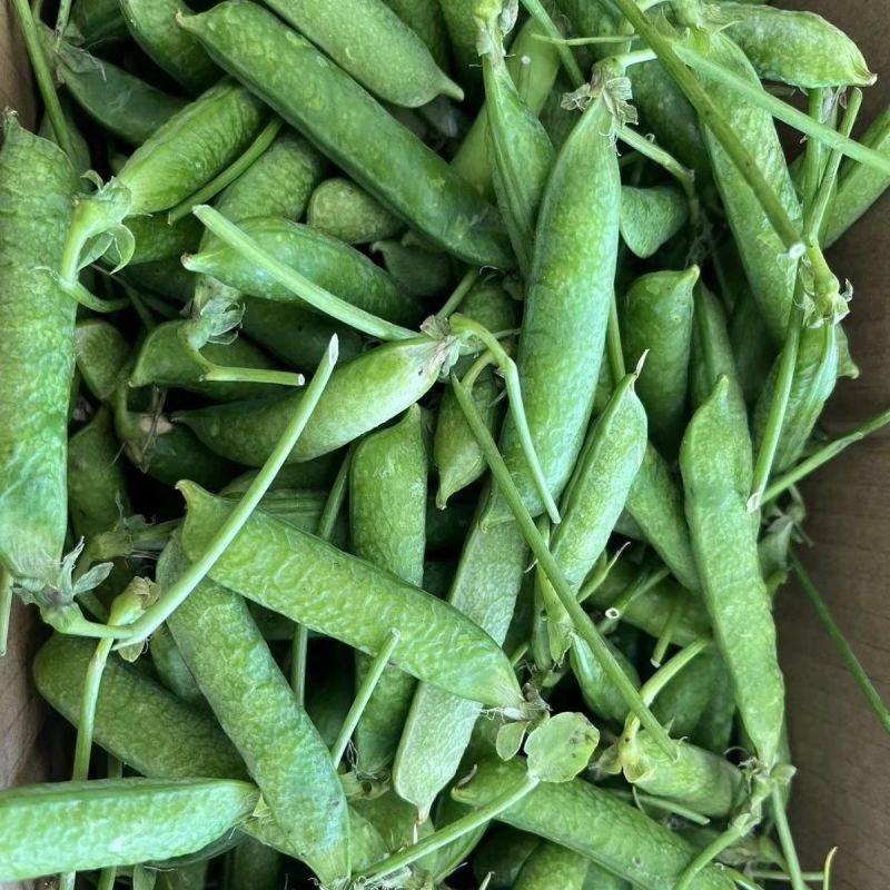 豌豆种子大全绿豌豆种籽奇珍豆冠进口豌豆籽种大田种