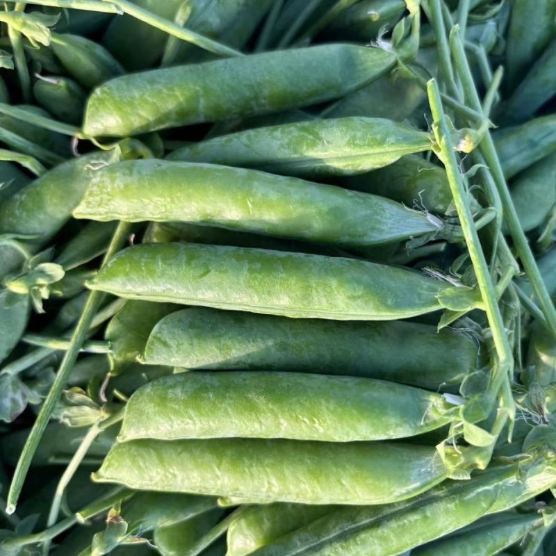 豌豆种子大全绿豌豆种籽奇珍豆冠进口豌豆籽种大田种