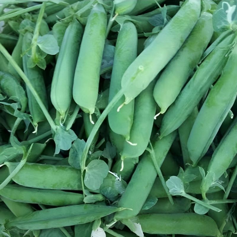 豌豆种子大全绿豌豆种籽奇珍豆冠进口豌豆籽种大田种