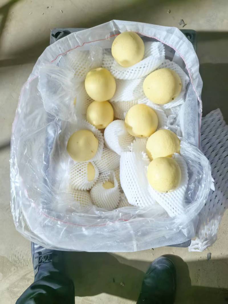 皇冠梨河北精品货源充足，250~300g纸箱