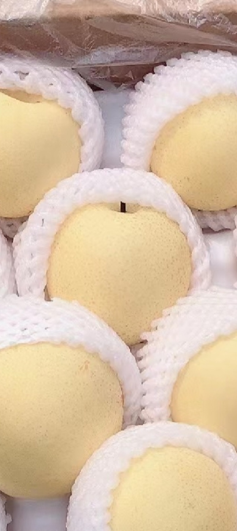 皇冠梨河北精品货源充足，250~300g纸箱