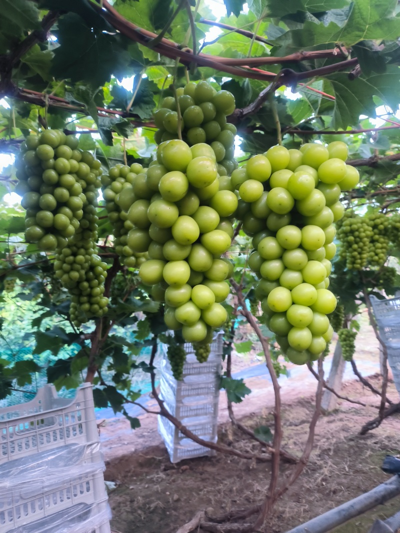 库存货小箱3万斤，果面干净颗粒标准，口感甜脆，欢迎订购