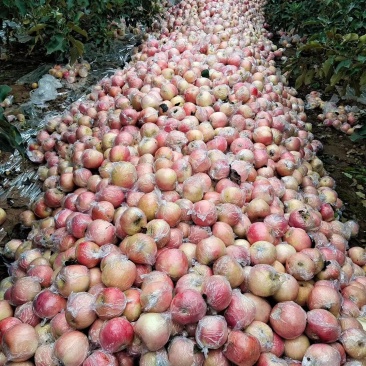 本地货洛川新疆阿红富士苹果，大量有货价格美丽